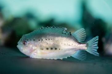 A juvenile lumpfish sits at the bottom of a tank.